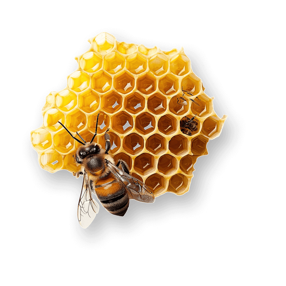 img-bee-specialist-2x