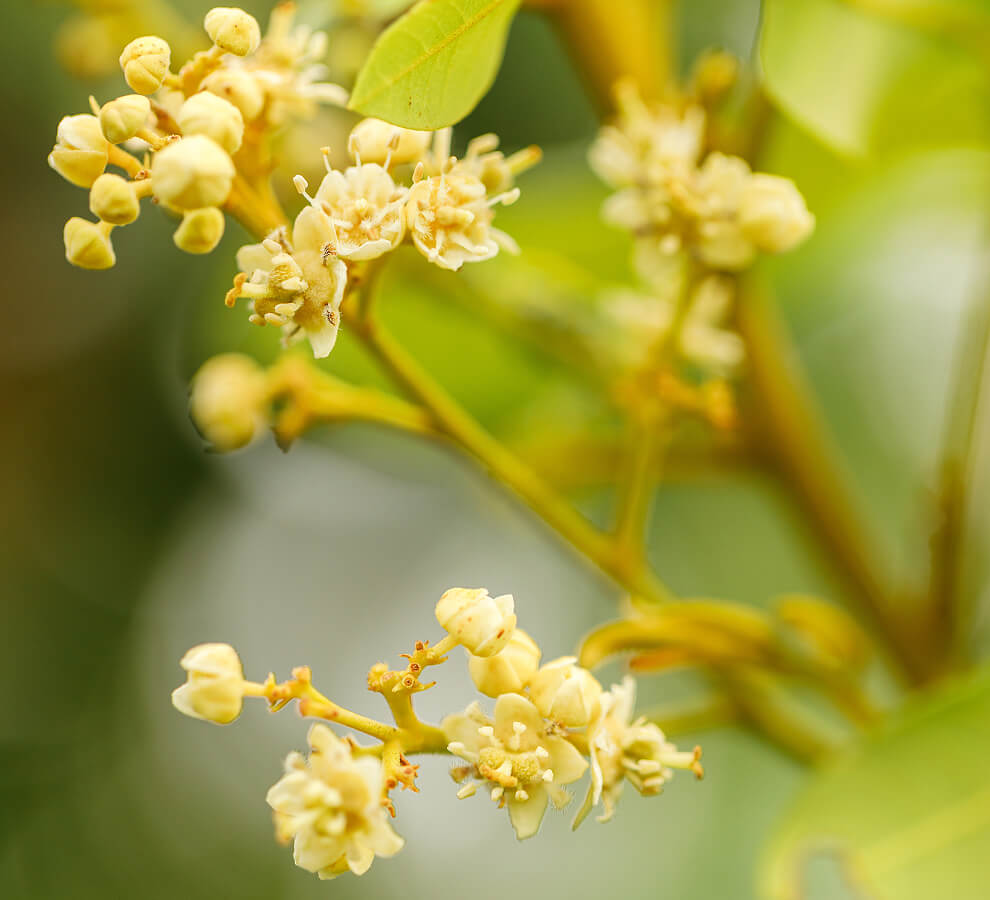 img-longan-1