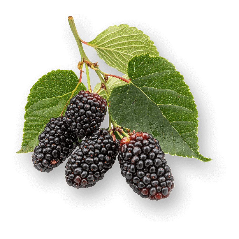 img-mulberries-2x